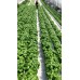 SPRAY FREE BASIL Grown In KATIKATI